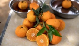 网红水果爆料视频大全最新,揭秘最新爆款水果视频大全