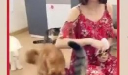 艾伦最新爆料视频,惊人内幕曝光！